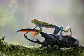 Chùm ảnh độc đáo của loài ếch quý hiếm