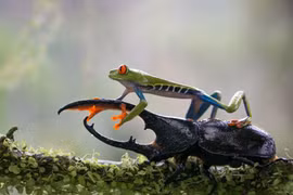 Chùm ảnh độc đáo của loài ếch quý hiếm