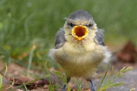 Những chú chim Angry Bird ngoài đời thực