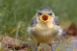 Những chú chim Angry Bird ngoài đời thực