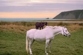 Kỳ dị cảnh dê con trổ tài... cưỡi ngựa