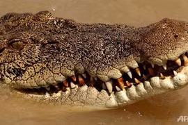 Kinh hoàng cá sấu ăn thịt người chỉ còn lại... đầu