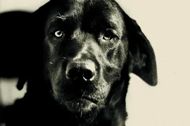 Thực hư chuyện chó lĩnh án chung thân vì... giết mèo