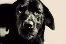 Thực hư chuyện chó lĩnh án chung thân vì... giết mèo