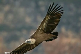 Kinh hoàng kền kền ăn thịt người chỉ còn bộ xương