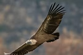 Kinh hoàng kền kền ăn thịt người chỉ còn bộ xương