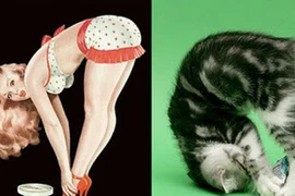 Khoảnh khắc hiếm có của mèo tạo dáng giống người như đúc(1)