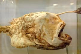 Những động vật quái dị của Trái đất