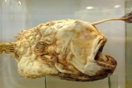 Những động vật quái dị của Trái đất