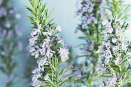 Bí quyết của văn hào Shakespeare được khoa học chứng minh