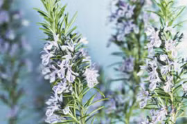 Bí quyết của văn hào Shakespeare được khoa học chứng minh