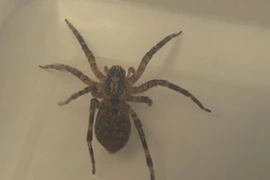 Cuộc phiêu lưu 10.000 km của nhện sói mang bầu