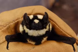 Phát hiện loài dơi đẹp chưa từng thấy