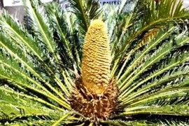 Đầu năm xem cây thiên tuế nở hoa