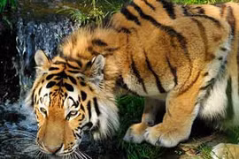 Kẹt trên cây 3 ngày vì bị... 4 con hổ truy sát