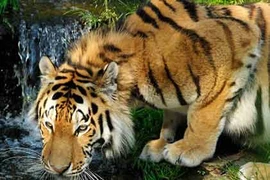 Kẹt trên cây 3 ngày vì bị... 4 con hổ truy sát