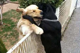 Những cái ôm thân mật của động vật