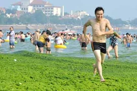 Cận cảnh vùng biển ngập tảo xanh “hút” du khách