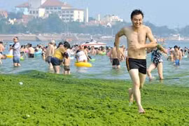 Cận cảnh vùng biển ngập tảo xanh “hút” du khách