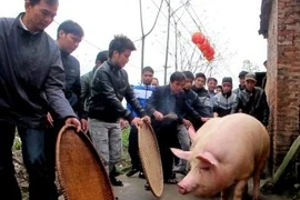 Ngôi làng coi lợn như vật báu 