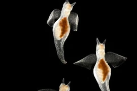 Điểm mặt những sinh vật “tàng hình” dưới đáy biển