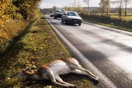 Cán chết thú rừng, dân Mỹ được phép... chén thịt