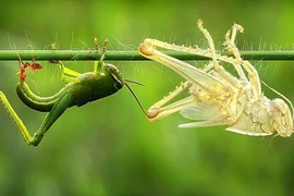 Xem cào cào “thoát xác“