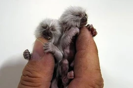 Kỳ dị “hậu duệ Tôn Ngộ Không” chỉ to bằng... ngón tay