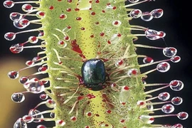 Những loài cây ăn thịt động vật quái đản nhất thế giới