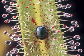 Những loài cây ăn thịt động vật quái đản nhất thế giới