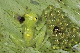 Cận cảnh loài ếch biến màu khi gặp kẻ thù