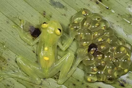 Cận cảnh loài ếch biến màu khi gặp kẻ thù