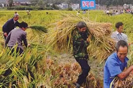 Chì trong gạo Trung Quốc vượt ngưỡng 120 lần