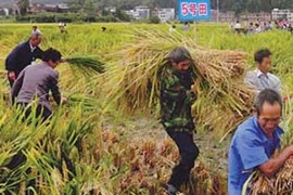 Chì trong gạo Trung Quốc vượt ngưỡng 120 lần