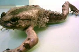 Phát hiện cóc “siêu nhân” đặc biệt