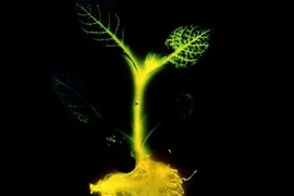 Kỳ lạ cây phát sáng như... bóng đèn