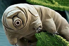 Kỳ diệu sinh vật “đông lạnh, đun sôi” không chết