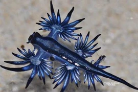 Chiêm ngưỡng loài rồng xanh tuyệt đẹp dưới đáy biển