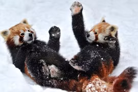 Cận cảnh cuộc chiến Kungfu của loài gấu đỏ