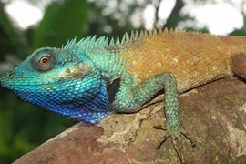 Phát hiện loài thằn lằn đặc biệt ở Việt Nam