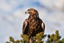 Chùm ảnh cực độc của “chúa tể” bầu trời