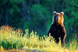 Xứ sở Kamchatka thần tiên của các loài vật