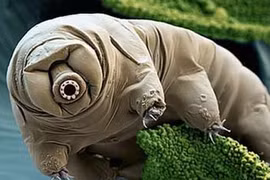 Kỳ diệu sinh vật “đông lạnh, đun sôi” không chết