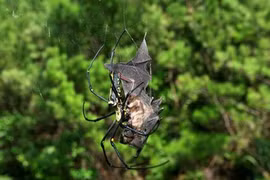 Kinh hoàng cảnh nhện ăn thịt dơi