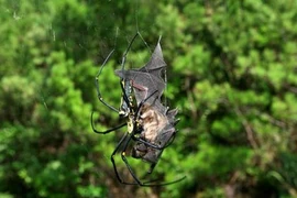 Kinh hoàng cảnh nhện ăn thịt dơi