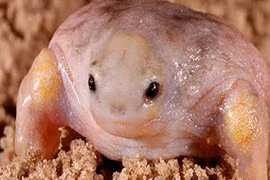 Việt Nam có 2 loài cóc, ếch kỳ lạ nhất thế giới