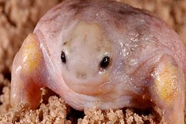 Việt Nam có 2 loài cóc, ếch kỳ lạ nhất thế giới