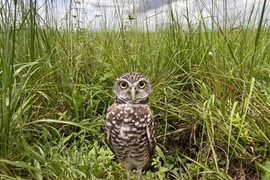 Kỳ dị loài cú sống trong “thế giới ngầm“