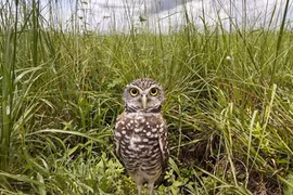 Kỳ dị loài cú sống trong “thế giới ngầm“