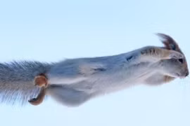 Chùm ảnh sóc trình diễn khả năng “khinh công” cực độc